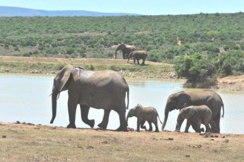 Elefantes en traslado a un parque  de Malawi