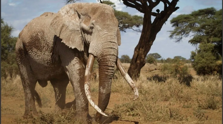 El elefante asesinado por dinero