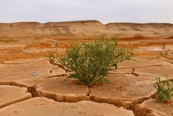 desierto seco