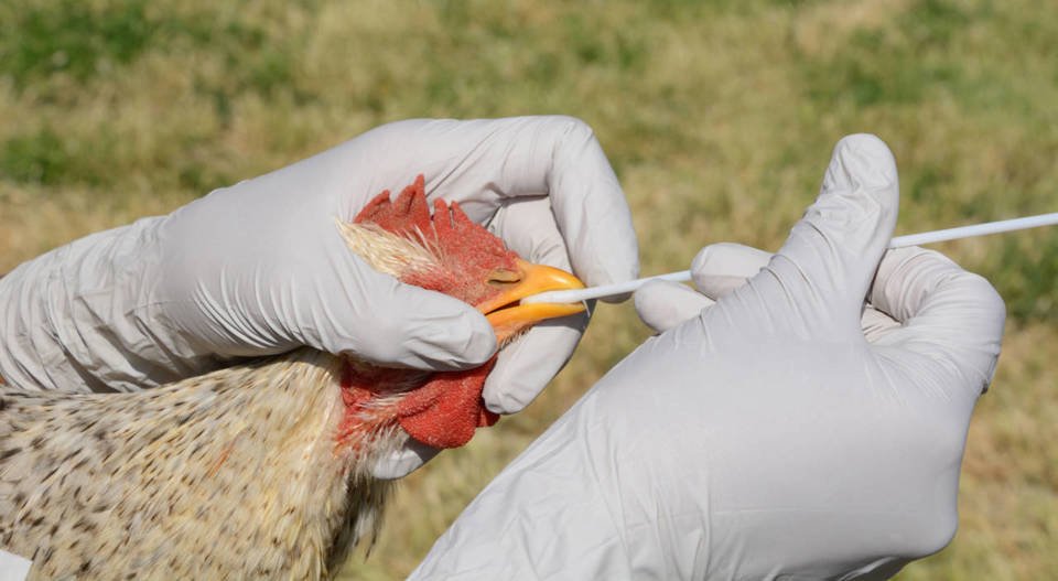 El Consejo de Ministros de Sudáfrica adoptará medidas de control para gestionar la propagación de los brotes de gripe aviar que afecta al país.