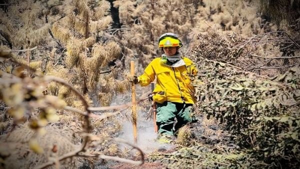 Autoridades de Colombia aseguran que al menos el 95 por ciento de los incendios que se registran son provocadosjpg