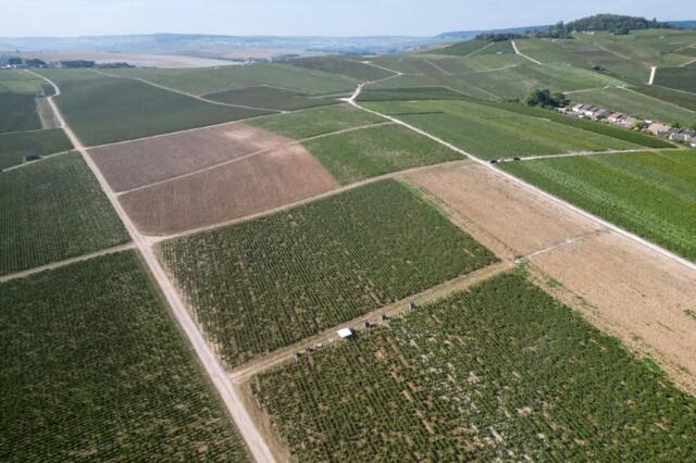 viñedos