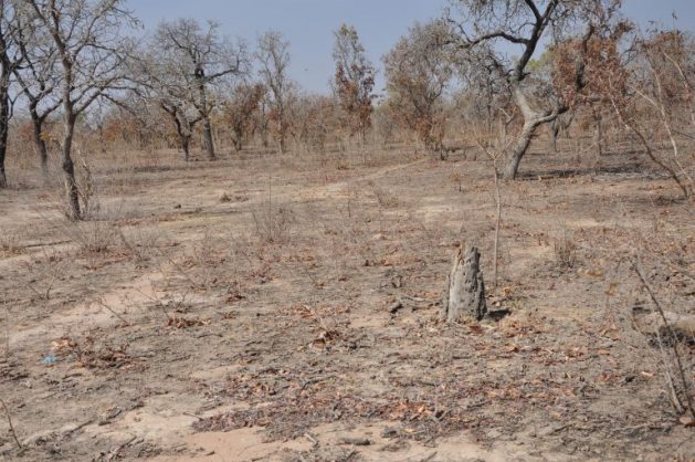 Las consecuencias de los incendios forestales y de la fragmentación del ecosistema