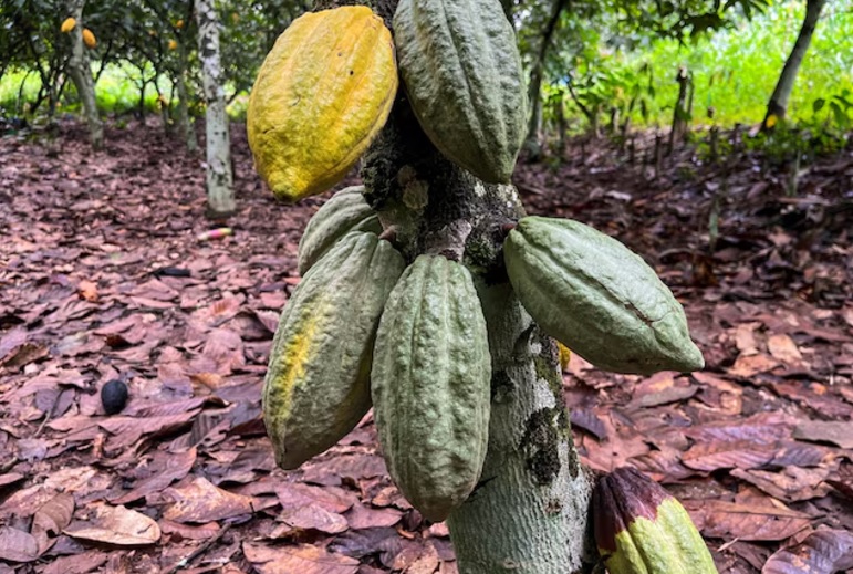Mazorcas de cacao en una plantación en Daloa Costa de Marfil
