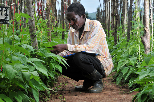Agricultura en Ruanda