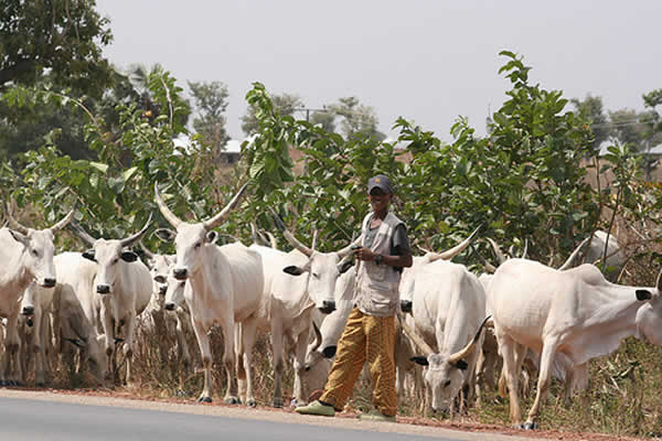 Ganaderos Nigerinos